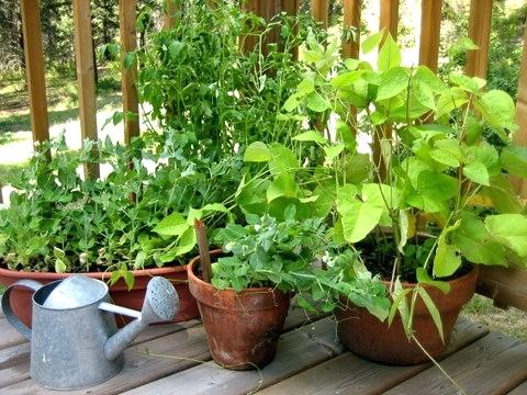 مبانی باغبانی